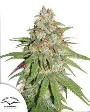 Glueberry O.G. Feminized by Dutch Passion 