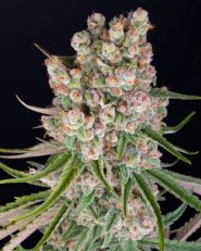 GMO Auto by Barney's Farm