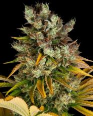 GMO by Barney's Farm