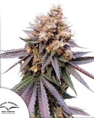 GMO Fast by Dutch Passion
