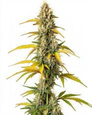 GMO Feminized by Blimburn