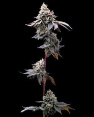 GMO Cookies Feminized by Barney's Farm