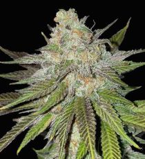 GMO Cookies Feminized 