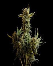 Gnomo Auto by Kannabia