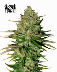 Godfather OG Autoflower by MSNL Seeds