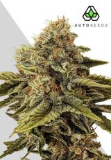 Godfather OG Autoflower Seeds by Auto Seeds