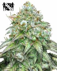 Godfather OG Feminized by MSNL Seeds