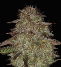 Godfather OG Feminized 