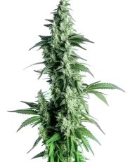 Goji OG Feminized by Blimburn