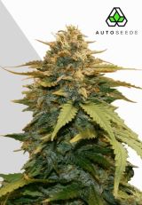 Gold Leaf Autoflower By Auto Seeds