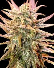 Gold Bar Kush Feminized by Spliff Seeds 