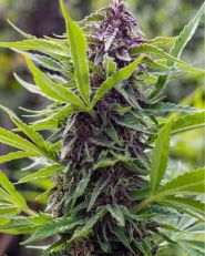 Gold Rush Outdoor Feminized by Spliff Seeds