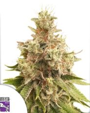Golden Apple Haze Regular by Super Sativa Seed Club