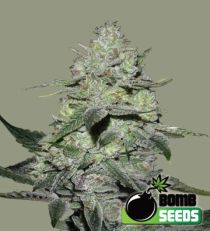 Gorilla Bomb Feminized Marijuana Seeds