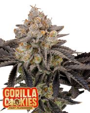 Gorilla Cookies FF by Fast Buds