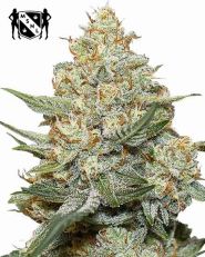 Gorilla Cookies Autoflower by MSNL Seeds