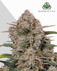Gorilla Cookies Autoflower by Auto Seeds