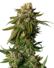 Gorilla Glue #4 Auto by Growers Choice