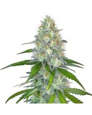 Gorilla Glue #4 Fast Blooming by Blimburn