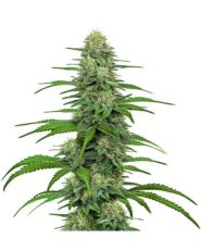 Gorilla Glue 4 Feminized by Blimburn