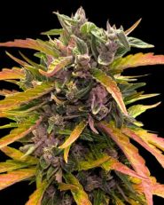 Gorilla Glue Auto by Barney's Farm