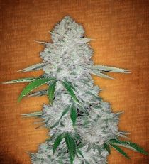 Gorilla Glue Auto by Fast Buds Seeds