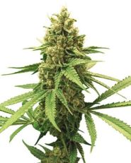 Gorilla Glue (GG1) Auto by Growers Choice