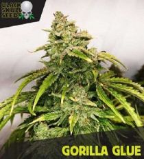 Gorilla Glue by Black Skull Seeds