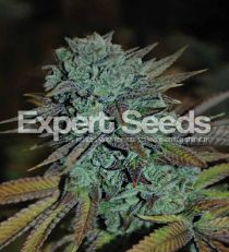 Gorilla Glue #4 by Expert Seeds