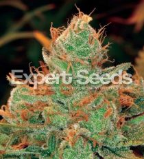 Gorilla Glue #4 x Lilly by Expert Seeds