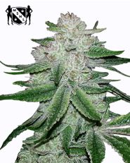 Gorilla Glue Feminized by MSNL Seeds