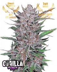 Gorilla Punch Auto by Fast Buds