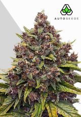 Gorilla Punch Autoflower By Auto Seeds