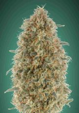 Gorilla Blue Feminized