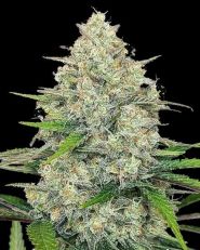 Gorilla Cookies Auto