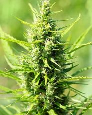 Gorilla Glue by Growers Choice