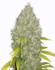 Gorilla Glue Fast Flowering by MSNL Seeds