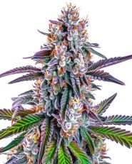 GG Purple Feminized by Blimburn
