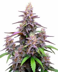 Gorilla Purple Autoflower by Blimburn