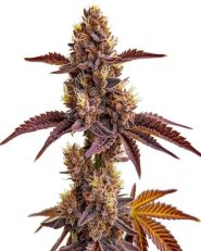 Gorilla Sherbet Feminized by Blimburn