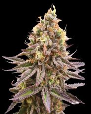 Gorilla Super Glue Feminized by Super Sativa Seed Club