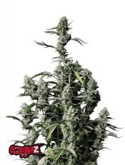 Gorillaz Z by Fast Buds
