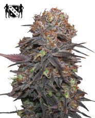 Granddaddy Purple Feminized by MSNL Seeds