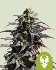 Granddaddy Purple Auto by Royal Queen Seeds