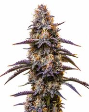Granddaddy Purple Autoflower by Blimburn