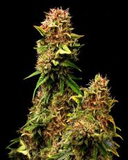 Granddaddy Purple Feminized - Nirvana Seeds