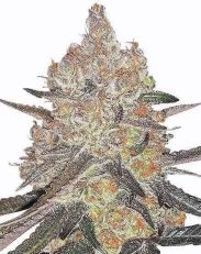 Grape Ape Feminized by MSNL Seeds