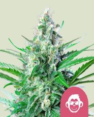 Grape Ape Feminized by Royal Queen Seeds