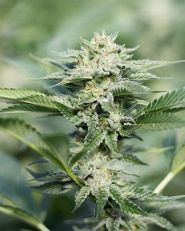 Grape Stomper by Growers Choice