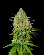 Grapefruit'matic by Fast Buds